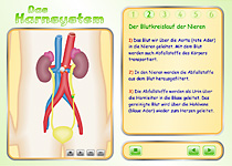 Screenshot [Das Harnsystem] | www.medizin-fuer-kids.de